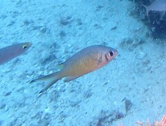 Chromis weberi