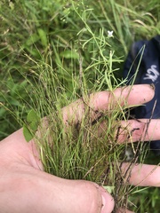 Rhynchospora thornei