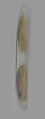 Climaconeis