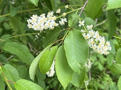 Prunus virginiana virginiana