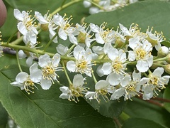 Prunus virginiana virginiana
