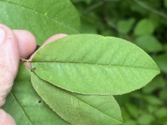Prunus virginiana virginiana