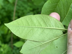 Prunus virginiana virginiana