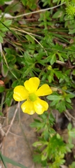 Ranunculus formosa-montanus