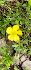 Ranunculus formosa-montanus