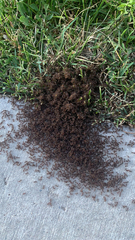 Tetramorium immigrans