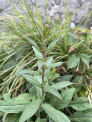 Solidago roanensis