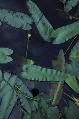 Nuphar sagittifolia