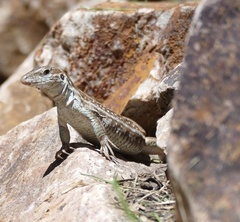 Aspidoscelis sonorae