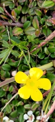 Ranunculus formosa-montanus
