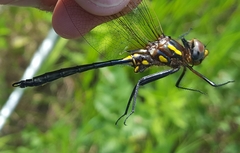 Somatochlora ensigera