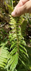 Polystichum sinense