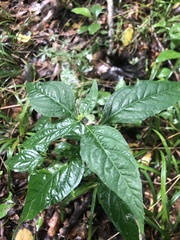Yeatesia viridiflora