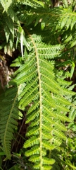 Polystichum sinense
