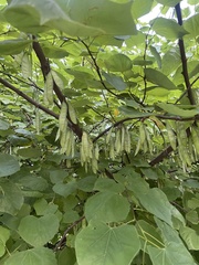 Cercis canadensis