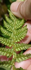 Polystichum sinense
