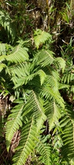 Polystichum sinense