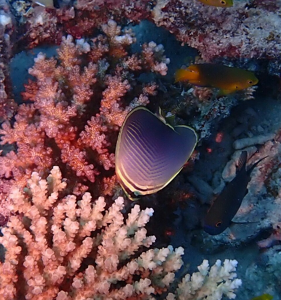 Eastern Triangle Butterflyfish