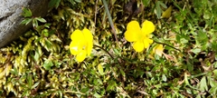 Ranunculus formosa-montanus