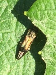 Agrilus lecontei lecontei
