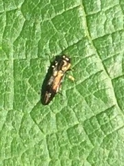 Agrilus lecontei lecontei