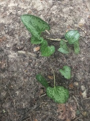 Hexastylis virginica