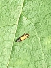 Agrilus lecontei lecontei