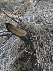 Castor canadensis