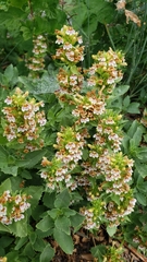 Penstemon deustus suffrutescens