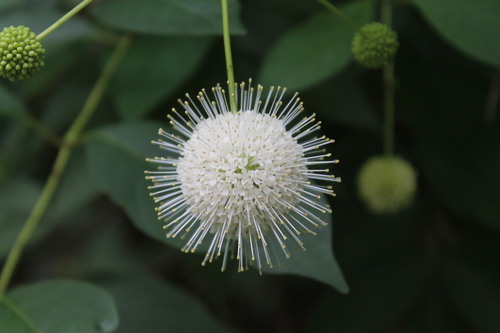 Cephalanthus occidentalis