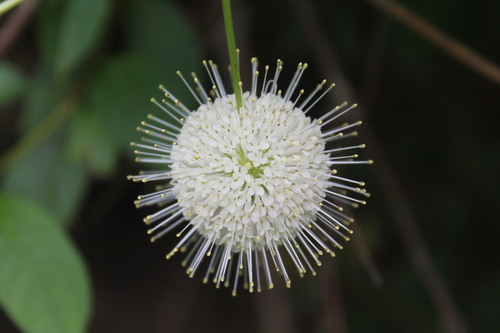 Cephalanthus occidentalis