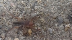 Gluvia dorsalis