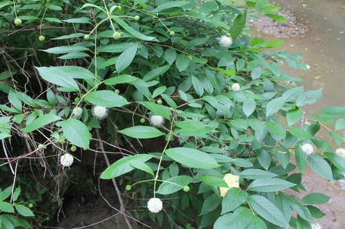 Cephalanthus occidentalis