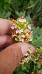 Penstemon deustus suffrutescens