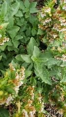 Penstemon deustus suffrutescens