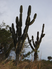 Cereus stenogonus