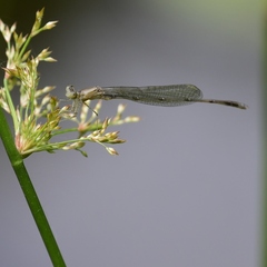 Enallagma vesperum