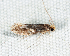 Monopis marginistrigella