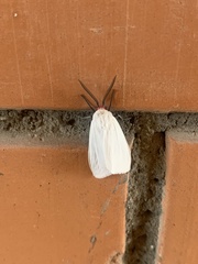 Pygarctia roseicapitis