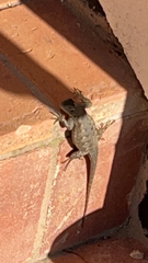 Sceloporus occidentalis