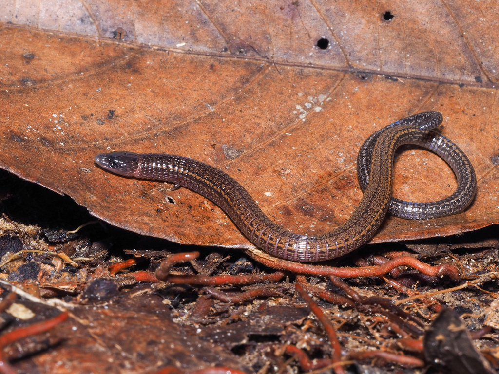 Yellow-Lined Bachia