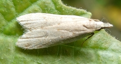 Dichomeris punctidiscellus