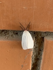 Pygarctia roseicapitis
