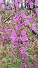 Clarkia mildrediae mildrediae