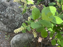Prunus virginiana virginiana
