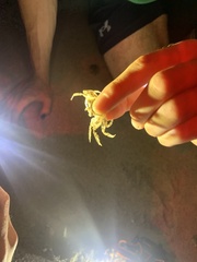 Ocypode occidentalis