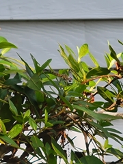 Pachydiplax longipennis