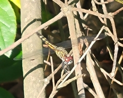 Pachydiplax longipennis