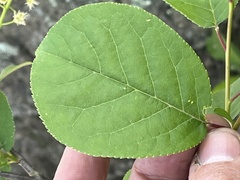 Prunus virginiana virginiana