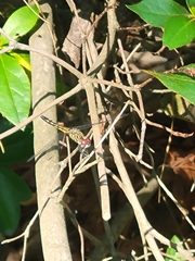 Pachydiplax longipennis